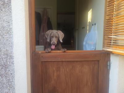 Willow is an IKC Registered female Weimaraner puppy 12 months old in Wicklow