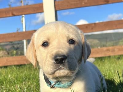 Labrador puppies for sale in Sligo