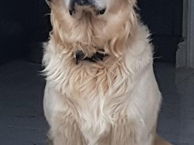 Labrador puppies for sale in Sligo