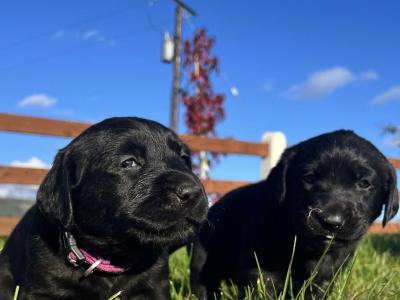Labrador puppies for sale in Sligo