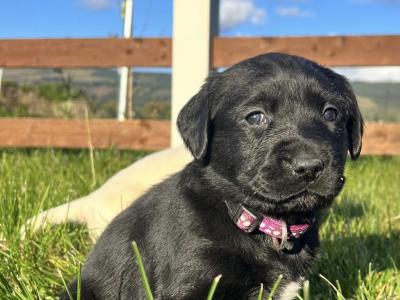 Labrador puppies for sale in Sligo