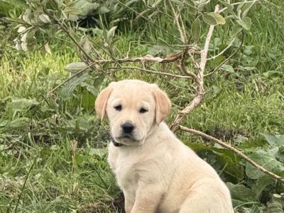 Labrador puppies for sale in Sligo