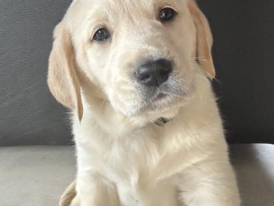 Labrador puppies for sale in Sligo