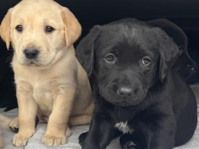 Labrador puppies for sale in Sligo