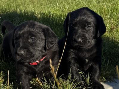 Labrador puppies for sale in Sligo