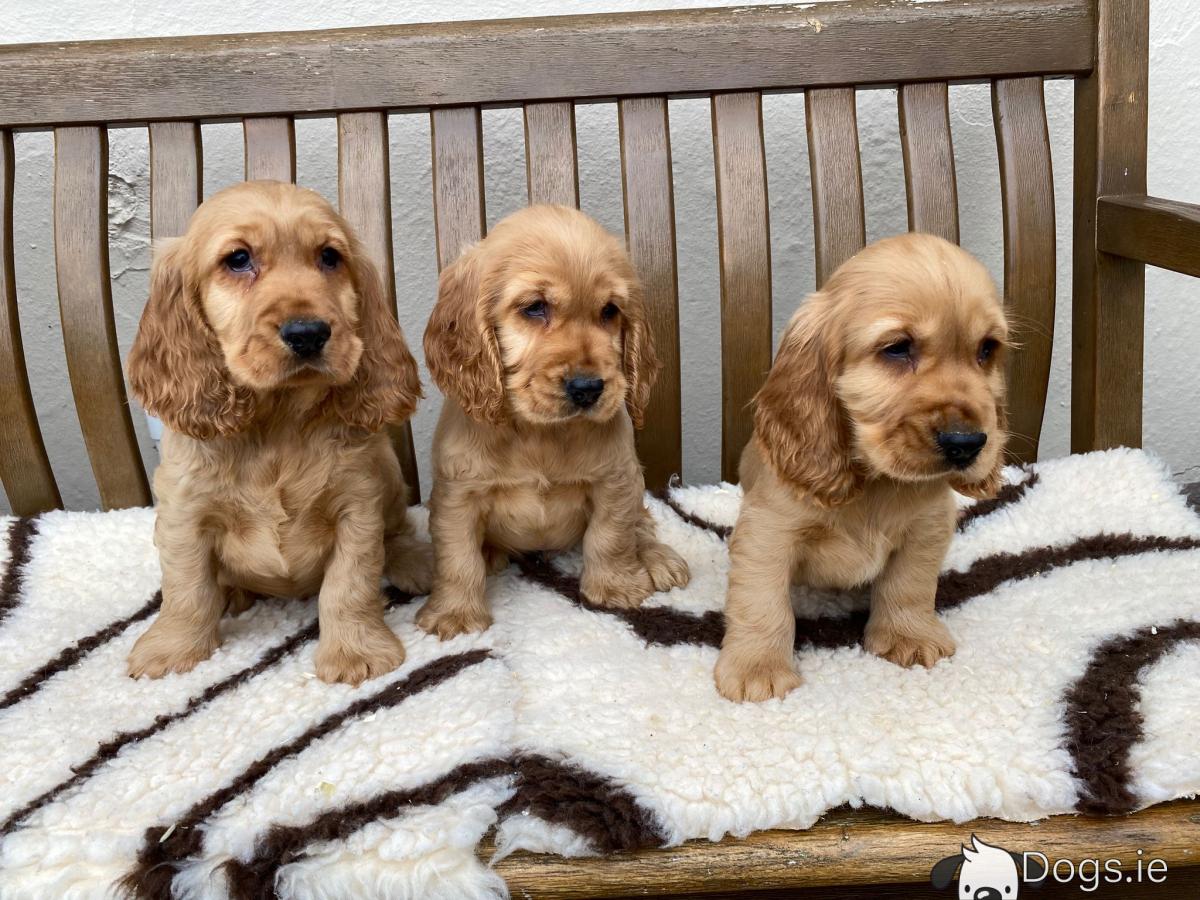 IKC Registered Cocker Spaniel puppies in Laois