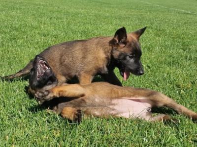 Belgian Malinois puppies for sale in Limerick