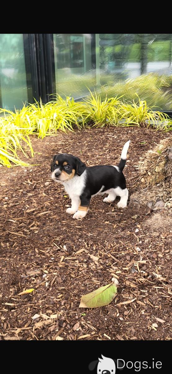 Jack Russell Beagle Cocker Spaniel Mix Puppies Dog Breed Spaniel