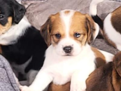 Cockajacks (Cocker Spaniel x Jack Russell) puppies in Cork