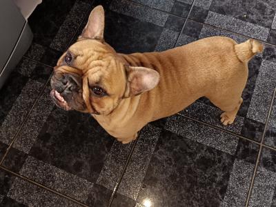 Beautiful 2.5 year old male Fawn French Bulldog in Dublin