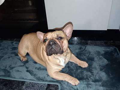 Beautiful 2.5 year old male Fawn French Bulldog in Dublin