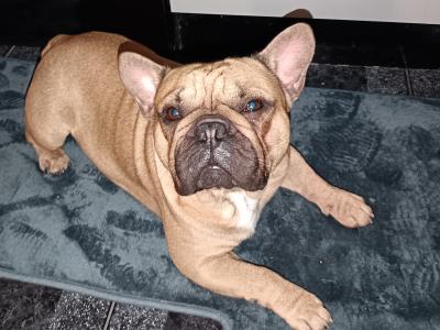 Beautiful 2.5 year old male Fawn French Bulldog in Dublin