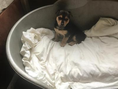 Beautiful IKC Registered(pending) Jack Russell puppies in Monaghan