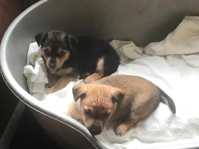 Beautiful IKC Registered(pending) Jack Russell puppies in Monaghan