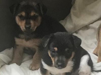 Beautiful IKC Registered(pending) Jack Russell puppies in Monaghan