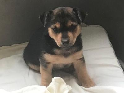 Beautiful IKC Registered(pending) Jack Russell puppies in Monaghan