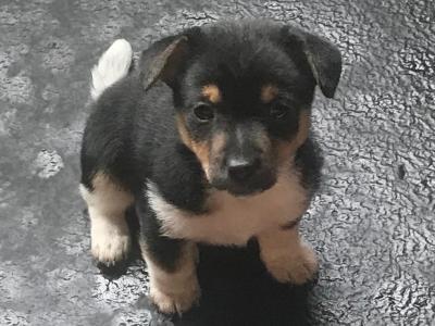 Beautiful IKC Registered(pending) Jack Russell puppies in Monaghan