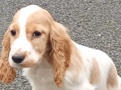 Cocker Spaniel puppies in Kilkenny