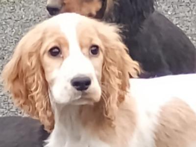 Cocker Spaniel puppies in Kilkenny