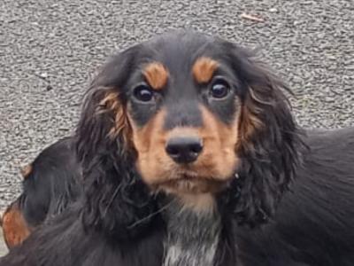 Cocker Spaniel puppies in Kilkenny