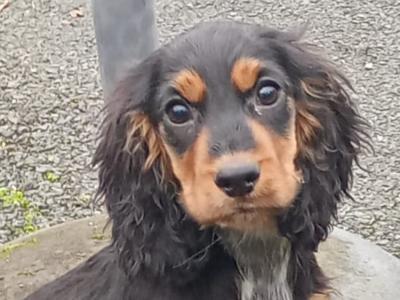 Cocker Spaniel puppies in Kilkenny