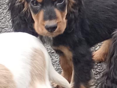 Cocker Spaniel puppies in Kilkenny