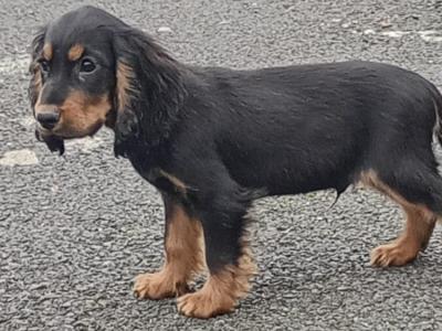 Cocker Spaniel puppies in Kilkenny