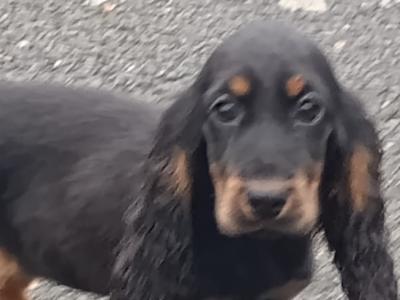 Cocker Spaniel puppies in Kilkenny