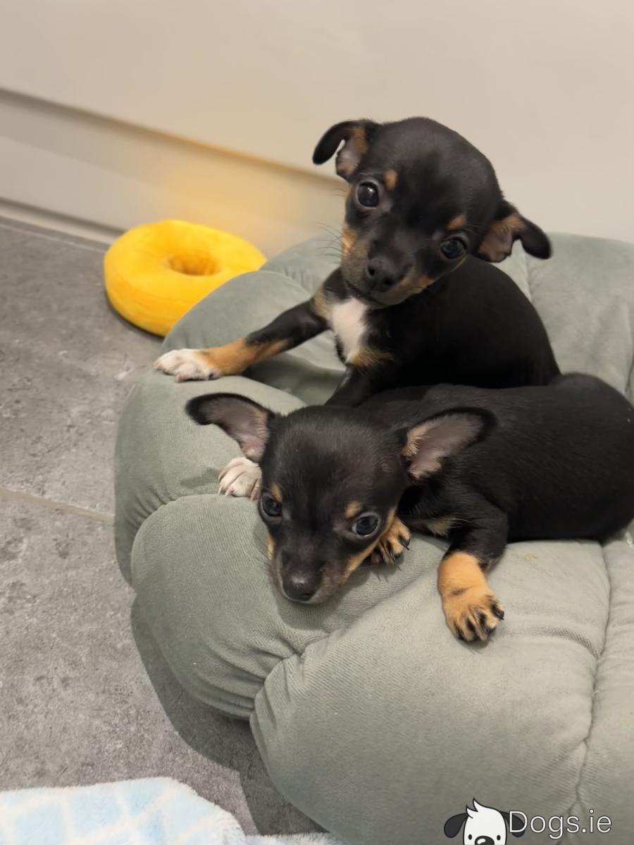 Adorable Tiny Male Chihuahua Puppies in Dublin, Ready for Loving