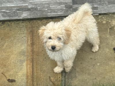 Cockapoo puppies in Leitrim