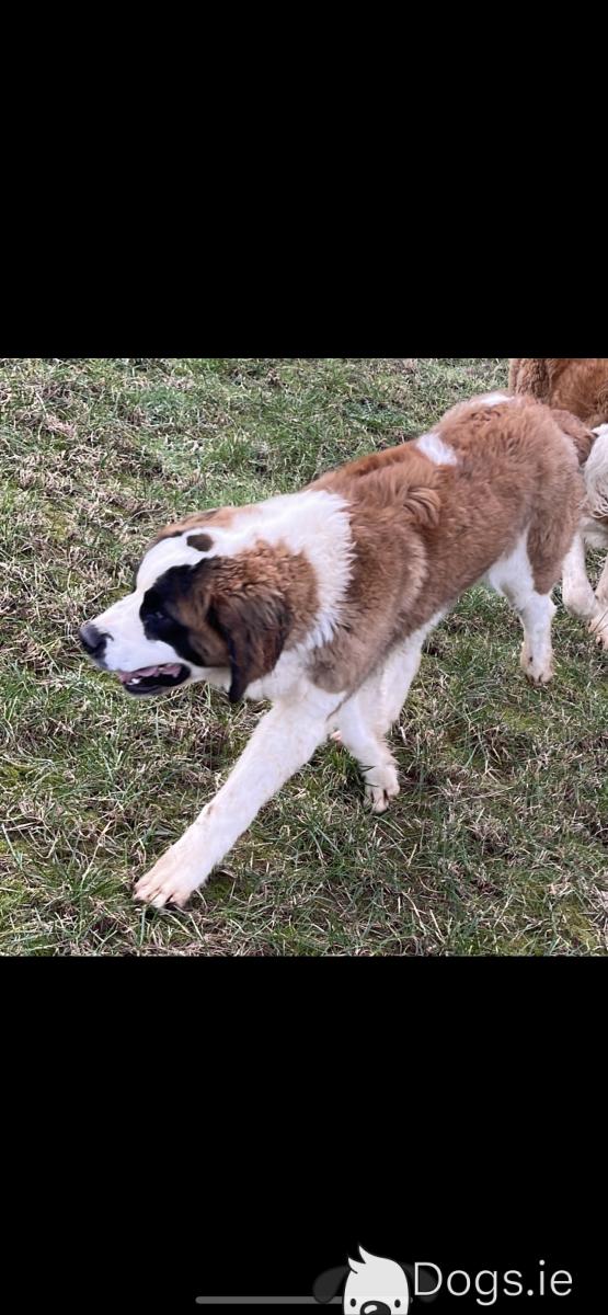 Month Old St Bernard Cute Baby Saint Bernard Dog Baby Dog Puppy