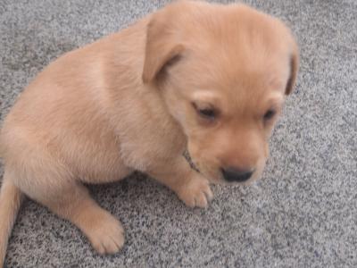 Purbred IKC Registered(pending) Labrador puppies in Cavan