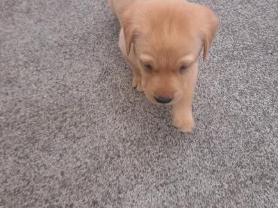 Purbred IKC Registered(pending) Labrador puppies in Cavan