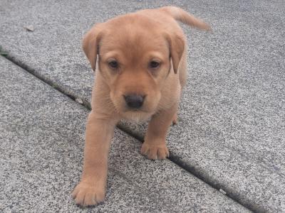 Purbred IKC Registered(pending) Labrador puppies in Cavan
