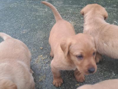 Purbred IKC Registered(pending) Labrador puppies in Cavan