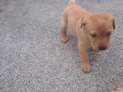 Purbred IKC Registered(pending) Labrador puppies in Cavan