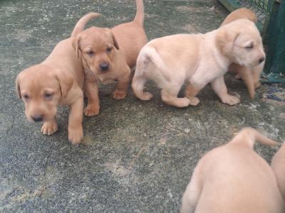 Purbred IKC Registered(pending) Labrador puppies in Cavan