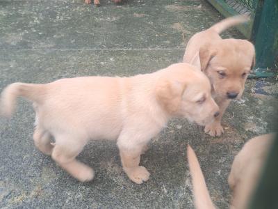 Purbred IKC Registered(pending) Labrador puppies in Cavan