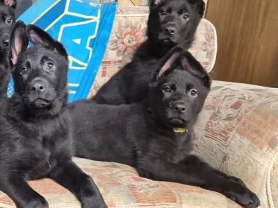 Black/Blue German Shepherd puppies for sale, purebred not IKC, in Wexford