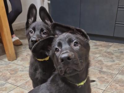 Black/Blue German Shepherd puppies for sale, purebred not IKC, in Wexford