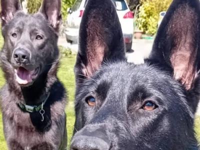 Black/Blue German Shepherd puppies for sale, purebred not IKC, in Wexford