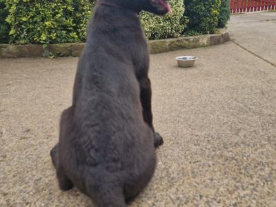 Black/Blue German Shepherd puppies for sale, purebred not IKC, in Wexford