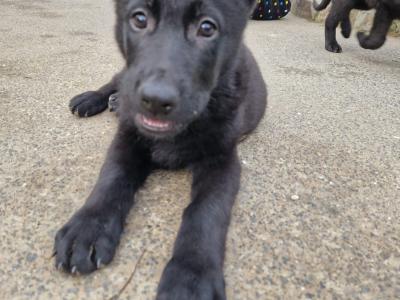 Black/Blue German Shepherd puppies for sale, purebred not IKC, in Wexford
