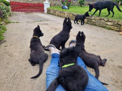 Black/Blue German Shepherd puppies for sale, purebred not IKC, in Wexford