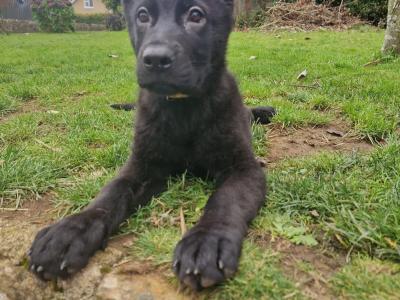 Black/Blue German Shepherd puppies for sale, purebred not IKC, in Wexford