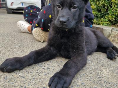 Black/Blue German Shepherd puppies for sale, purebred not IKC, in Wexford
