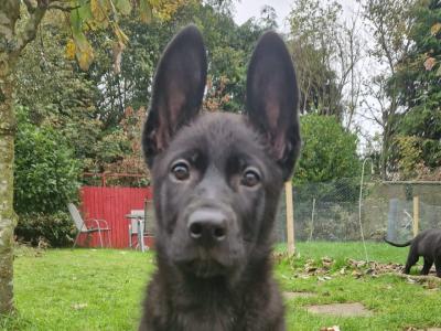 Black/Blue German Shepherd puppies for sale, purebred not IKC, in Wexford