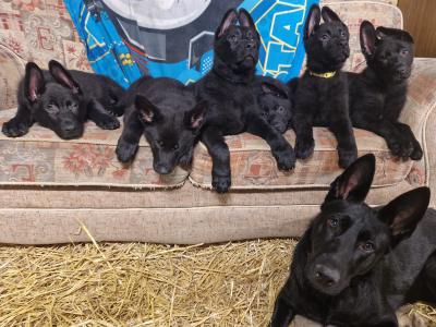 Black/Blue German Shepherd puppies for sale, purebred not IKC, in Wexford