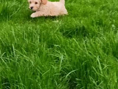 Cavachon puppies in Tyrone