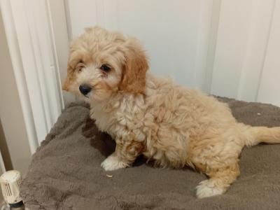 Cavachon puppies in Tyrone